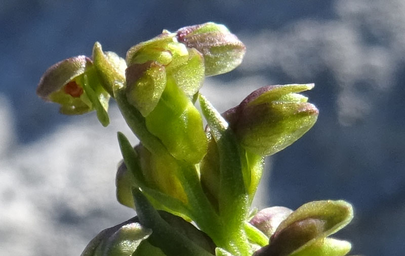 Chamorchis alpina